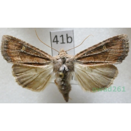 Helotropha leucostigma (Hübner, 1808) Czech41b